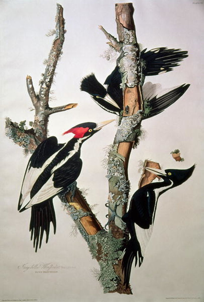 Detail of Ivory-billed Woodpecker by John James Audubon
