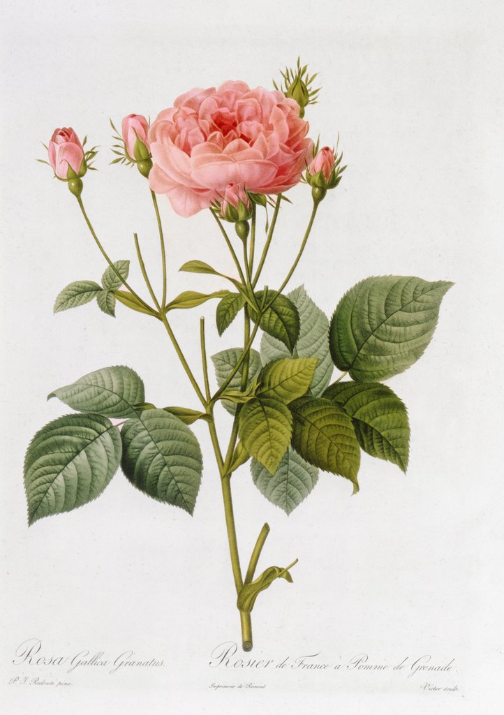 Detail of Rosa Gallica Granatus by Pierre-Joseph Redouté