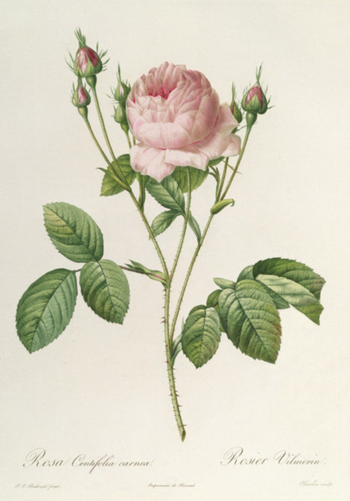 Detail of Rosa Centifolia Carnea by Pierre Joseph Redoute