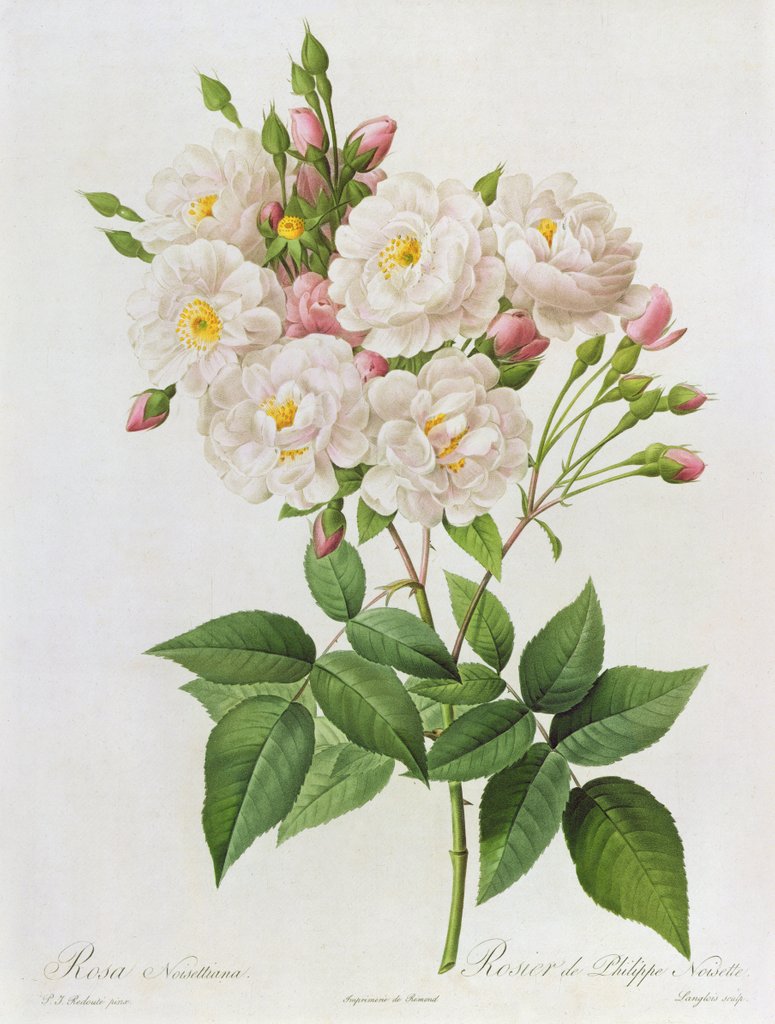 Detail of Rosa Noisettiana by Pierre Joseph Redoute