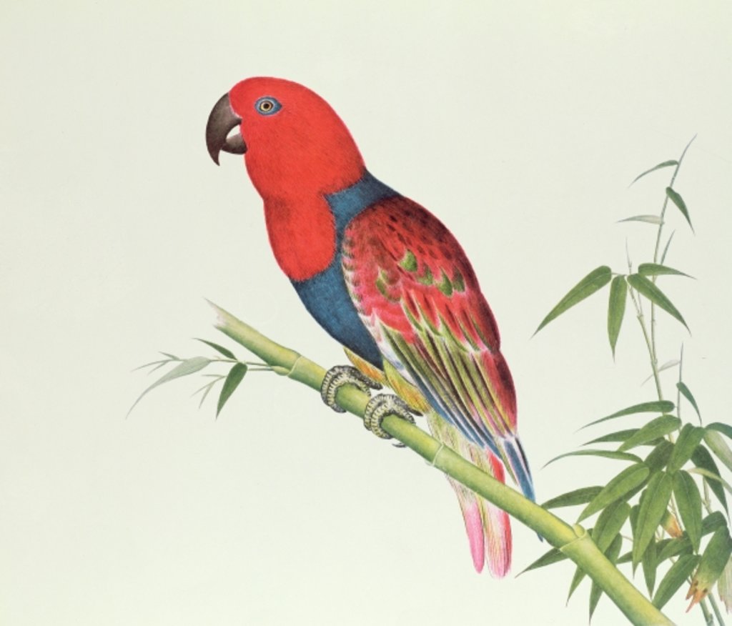 Detail of Electus Parrot, on a bamboo shoot, Ch'ien-lung period by Qing Dynasty Chinese School