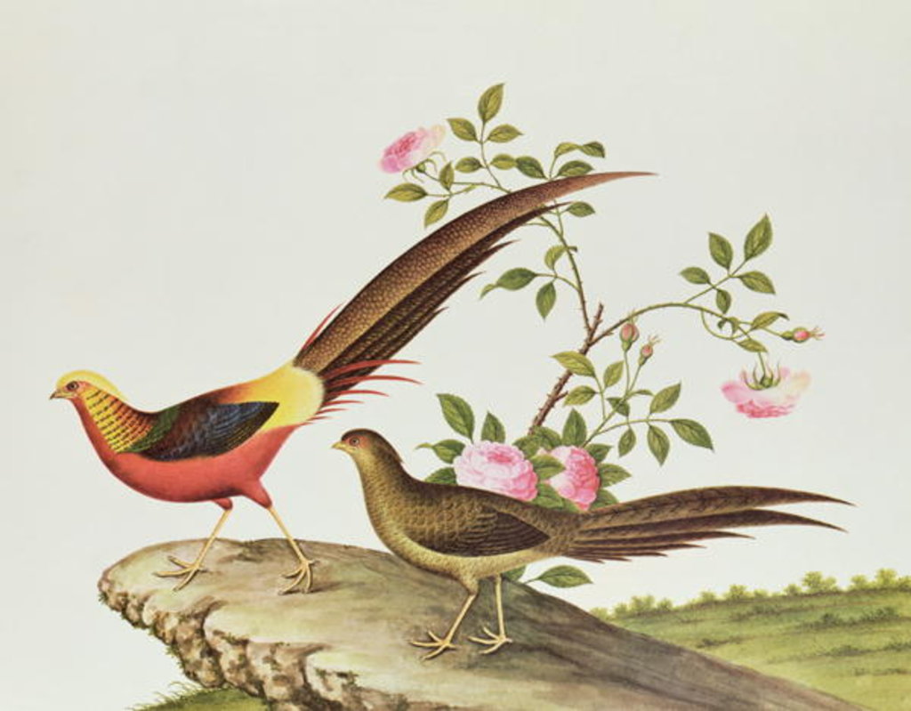 Detail of A golden pheasant, Ch'ien-lung period by Qing Dynasty Chinese School