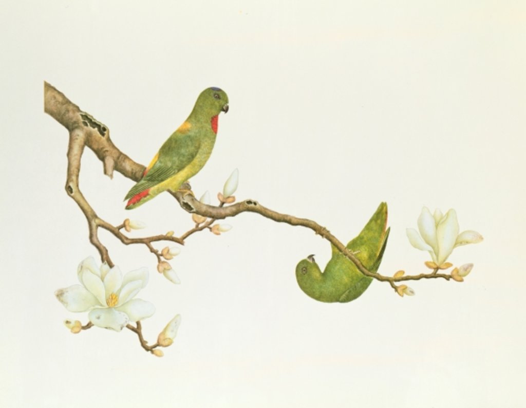 Detail of Blue-crowned parakeet, hanging on a magnolia branch, Ch'ien-lung period by Qing Dynasty Chinese School