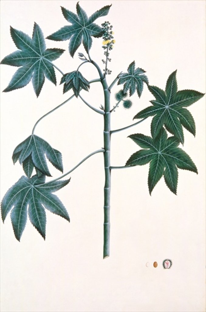 Detail of Castor oil plant, c.1801-4 by Indian School