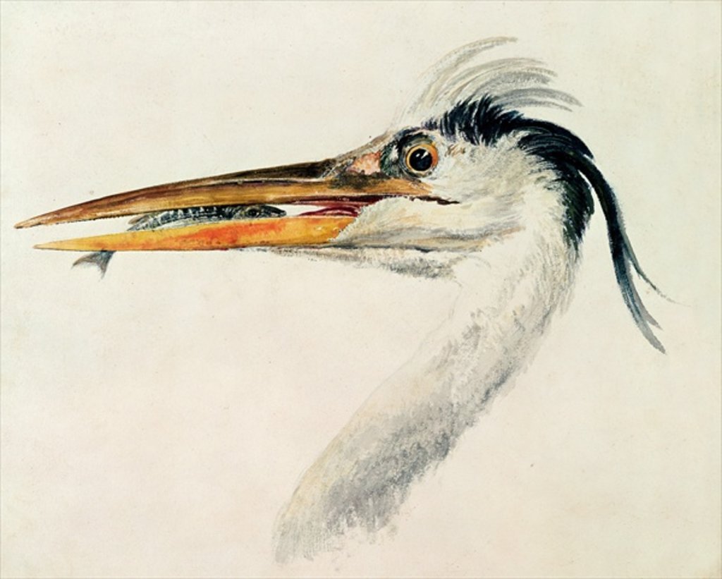 Detail of Heron with a fish by Joseph Mallord William Turner