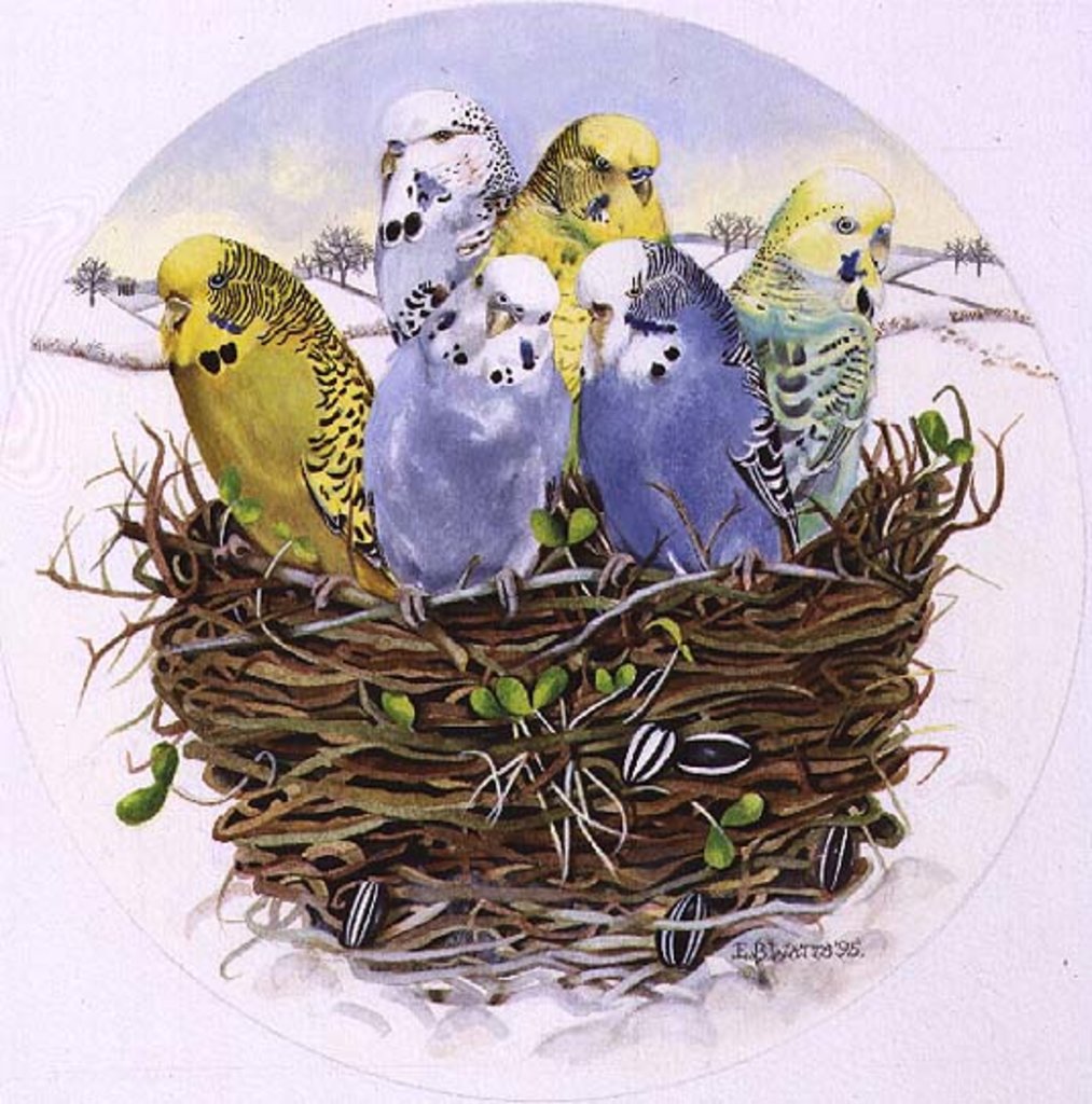 Detail of Budgerigars in a Nest, 1995 by E.B. Watts