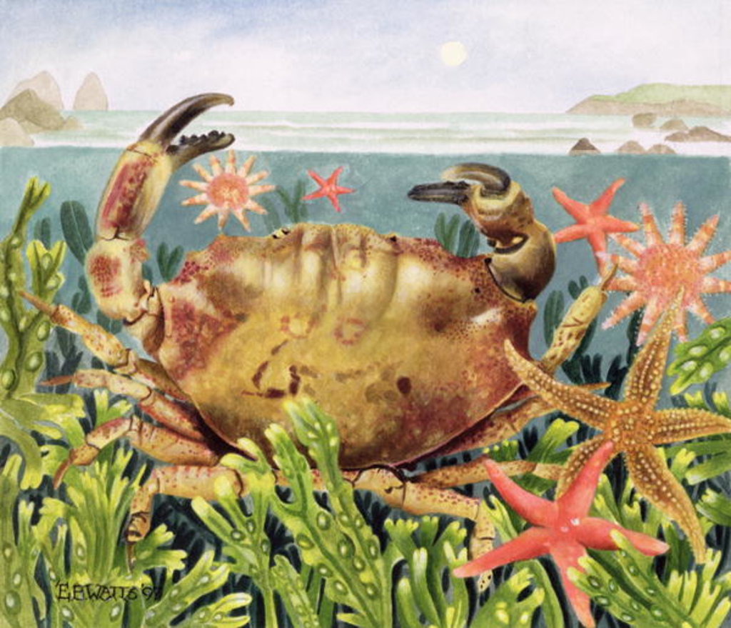 Detail of Furrowed Crab with Starfish Underwater, 1997 by E.B. Watts
