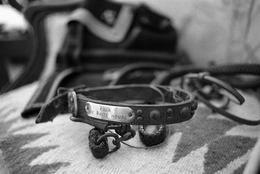 Detail of Dog Collar Belonging to Fala, President Franklin D. Roosevelt's Dog by Anonymous