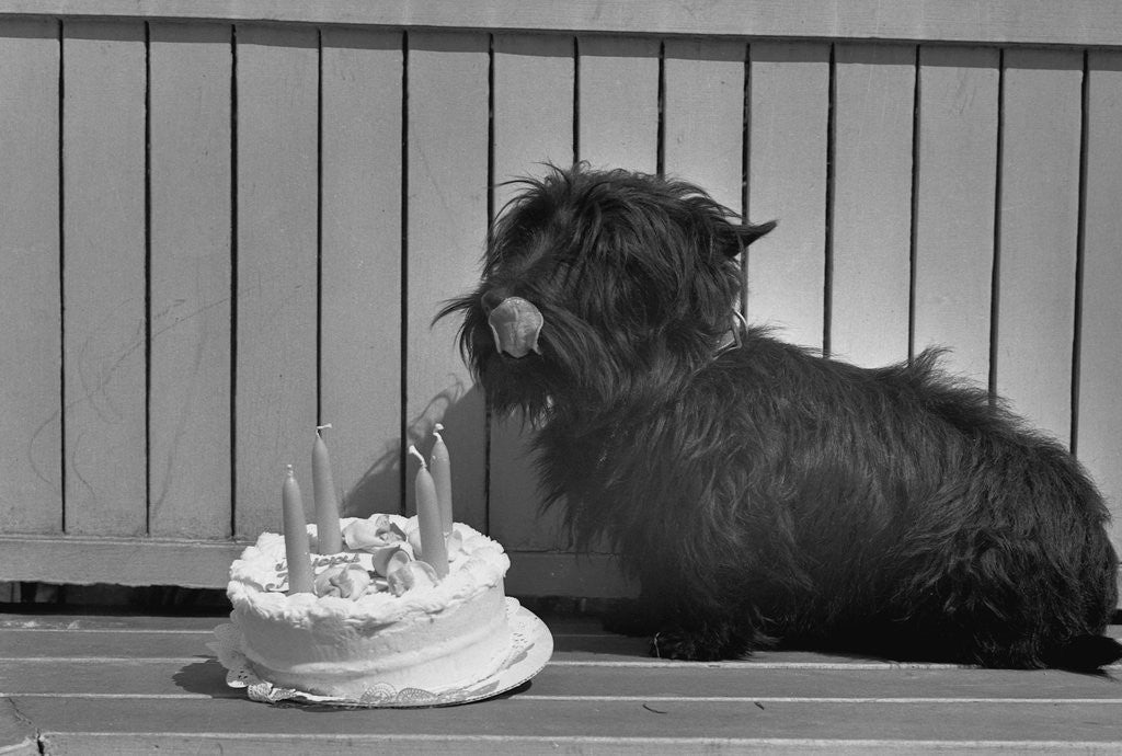Detail of Fala Roosevelt on His Fourth Birthday by Anonymous