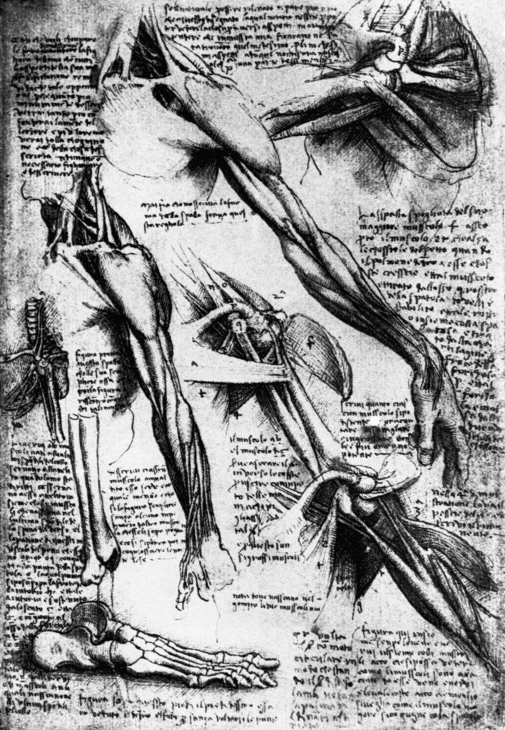 Detail of Drawing Studies of Arms, Hands, and Feet by Leonardo da Vinci