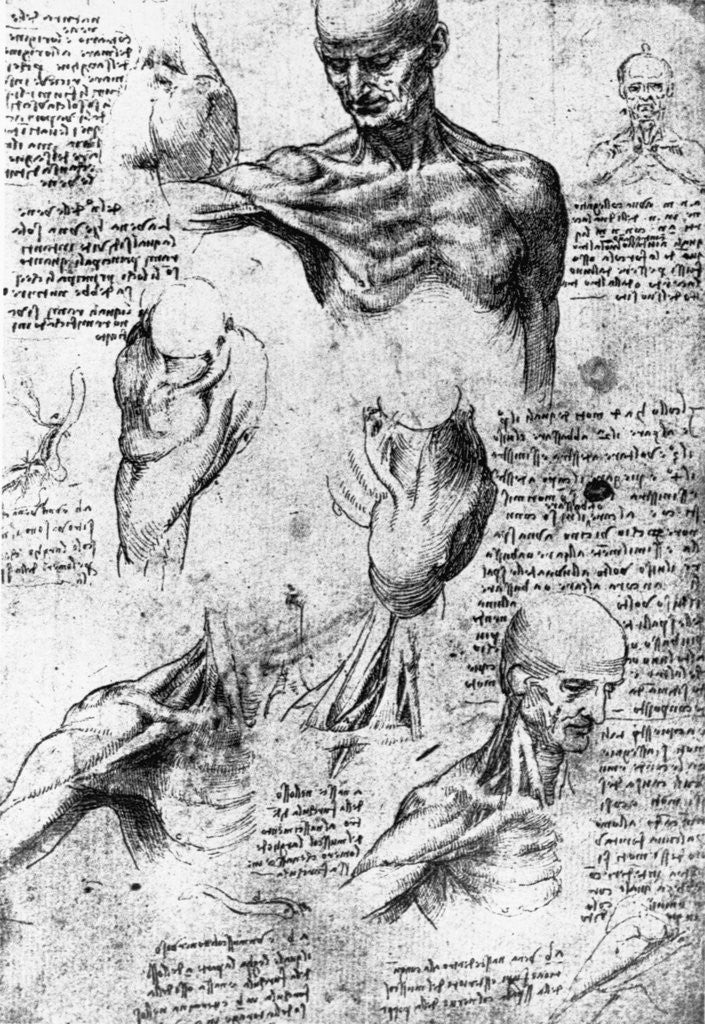 Detail of Drawing of anatomical studies by Leonardo da Vinci