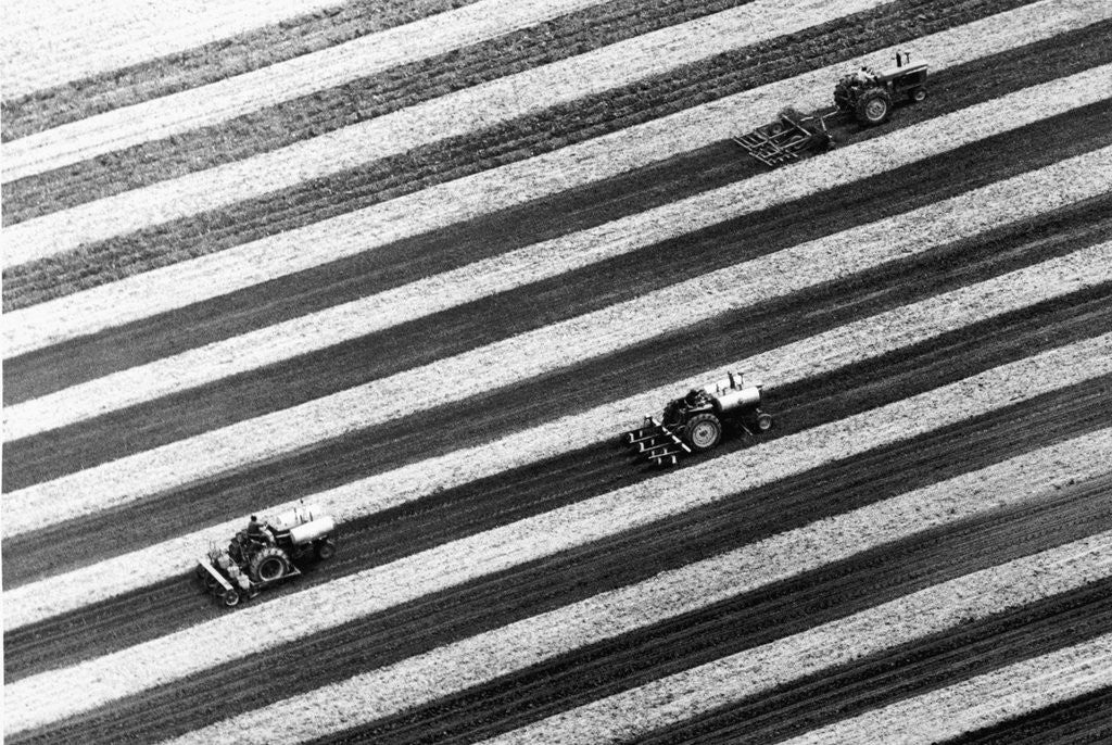 Detail of Aerial View Of Skip-Row Planting by Anonymous