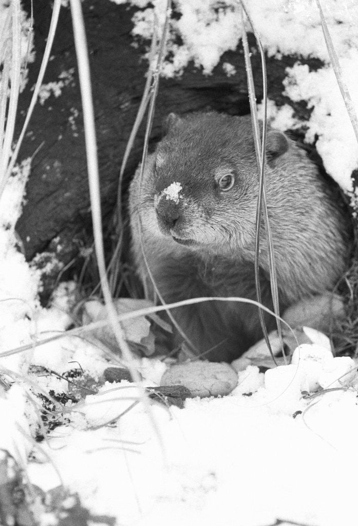 Detail of Peanut the Groundhog Looking Out of Burrow by Anonymous