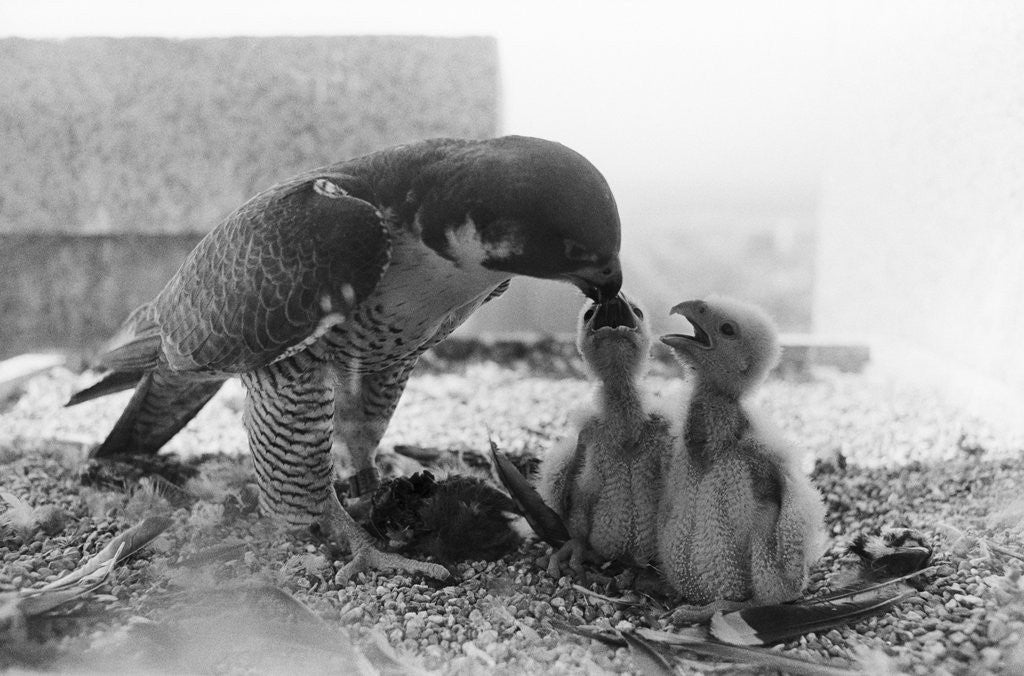 Detail of Peregrine Falcon Feeding Her Chicks by Anonymous