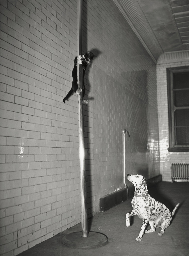 Detail of Mascot Slides Down Pole To Dalmation by Anonymous