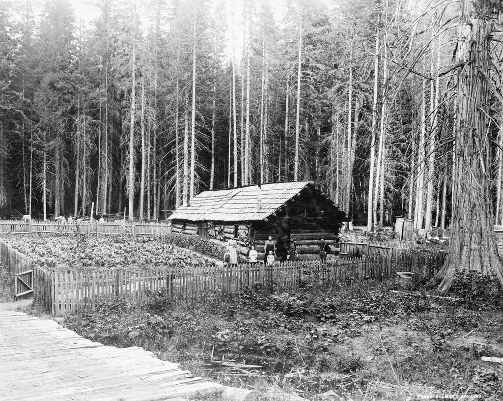 Detail of Homesteader In Home In Forest by Anonymous
