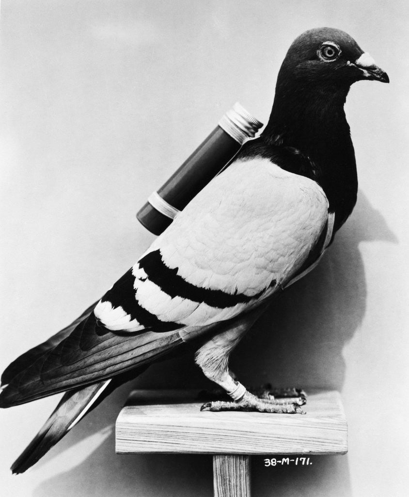 Detail of U.S. Army Carrier Pigeon by Anonymous