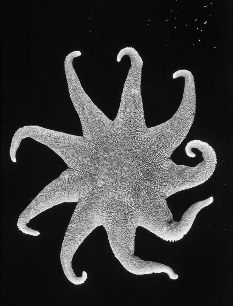 Detail of Northern Sun Star (Solaster endeca) by Anonymous