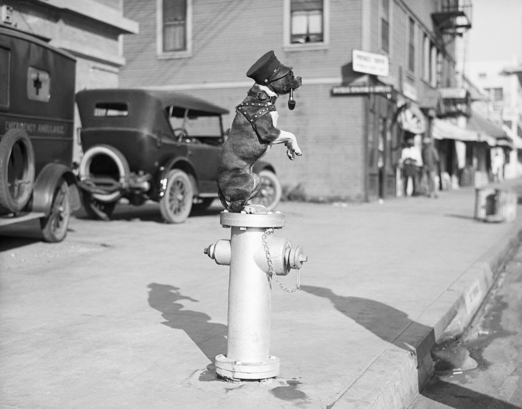 Detail of Dog Seated on Fire Hydrant by Corbis