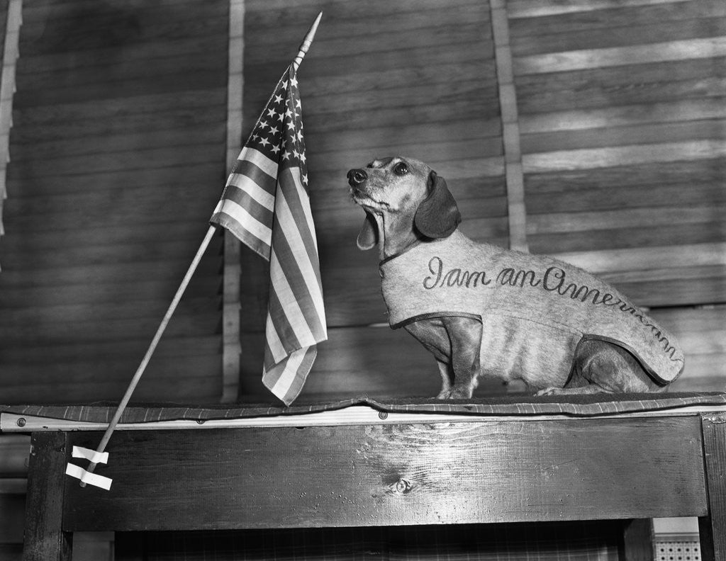 Detail of Dachshund Looking At American Flag by Corbis