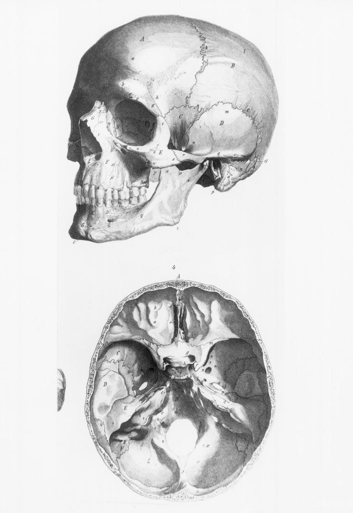 Detail of Illustration of a Human Skull by Corbis