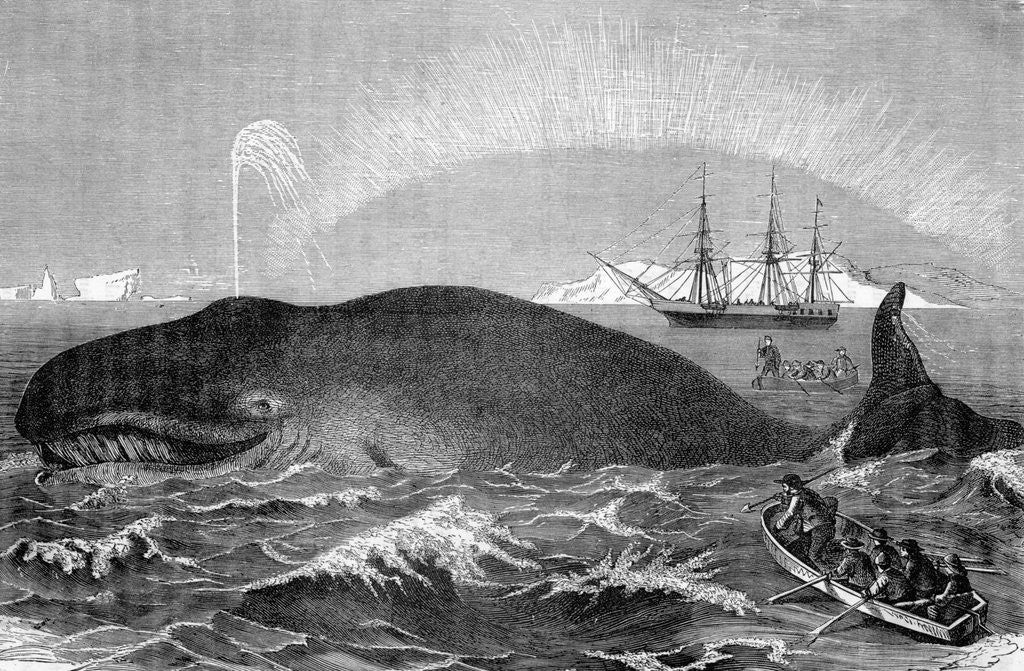 Detail of Illustration of Men Attacking Whale with Hand Harpoon by Anonymous