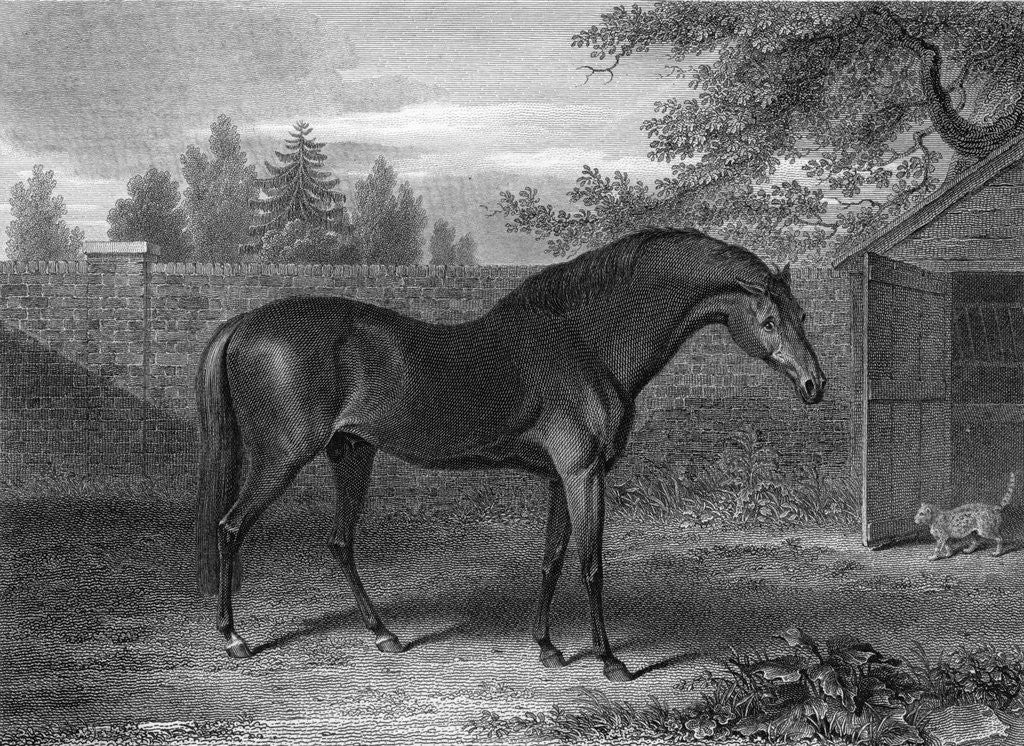 Detail of Racehorse Godolphin Arabian by Anonymous