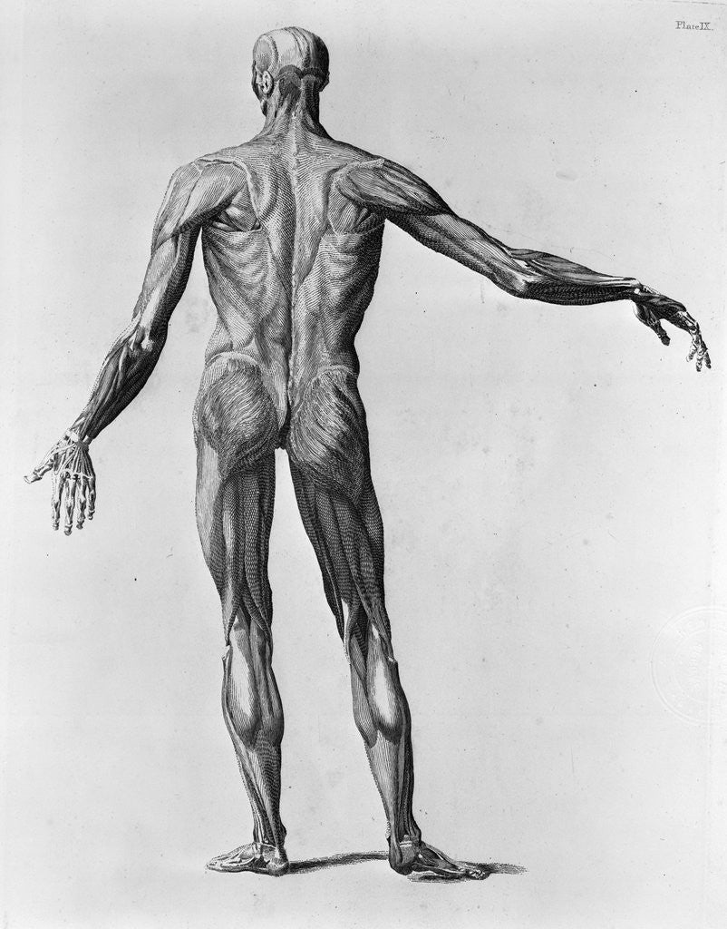 Anatomical Study of the Back of a Human posters & prints by Anonymous