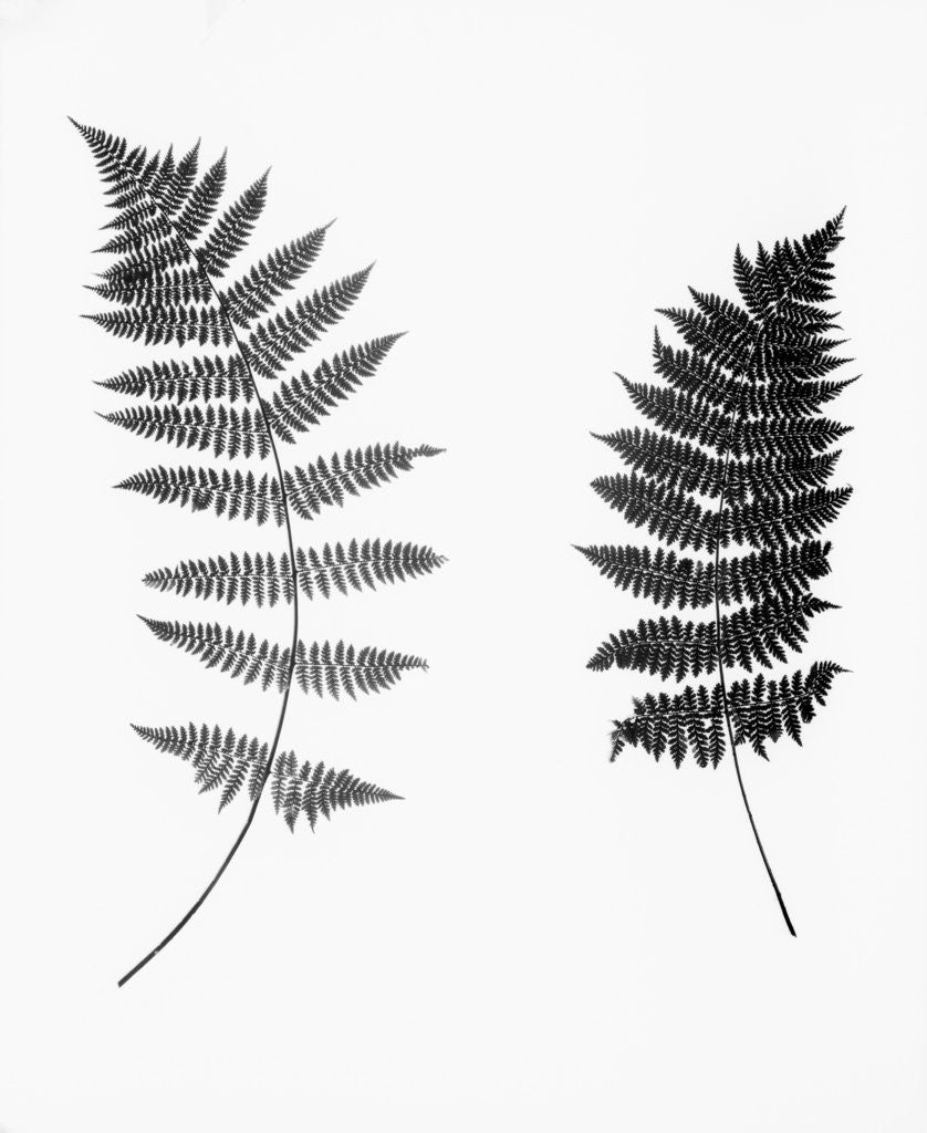 Detail of Photographic Study Of Fern Leaves by Anonymous
