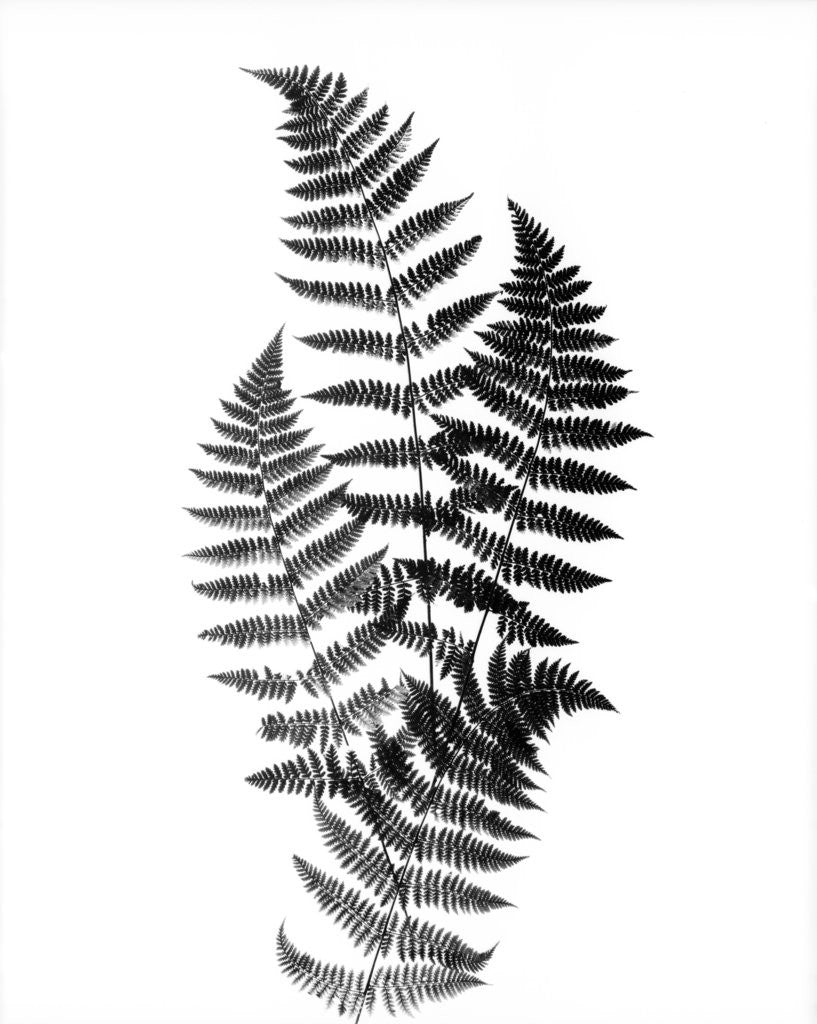 Detail of Photographic Study Of Fern Leaves by Anonymous