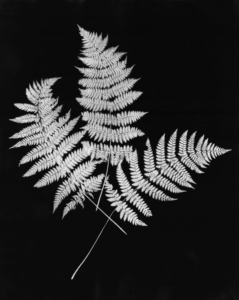 Detail of Photographic Study Of Fern Leaves by Anonymous