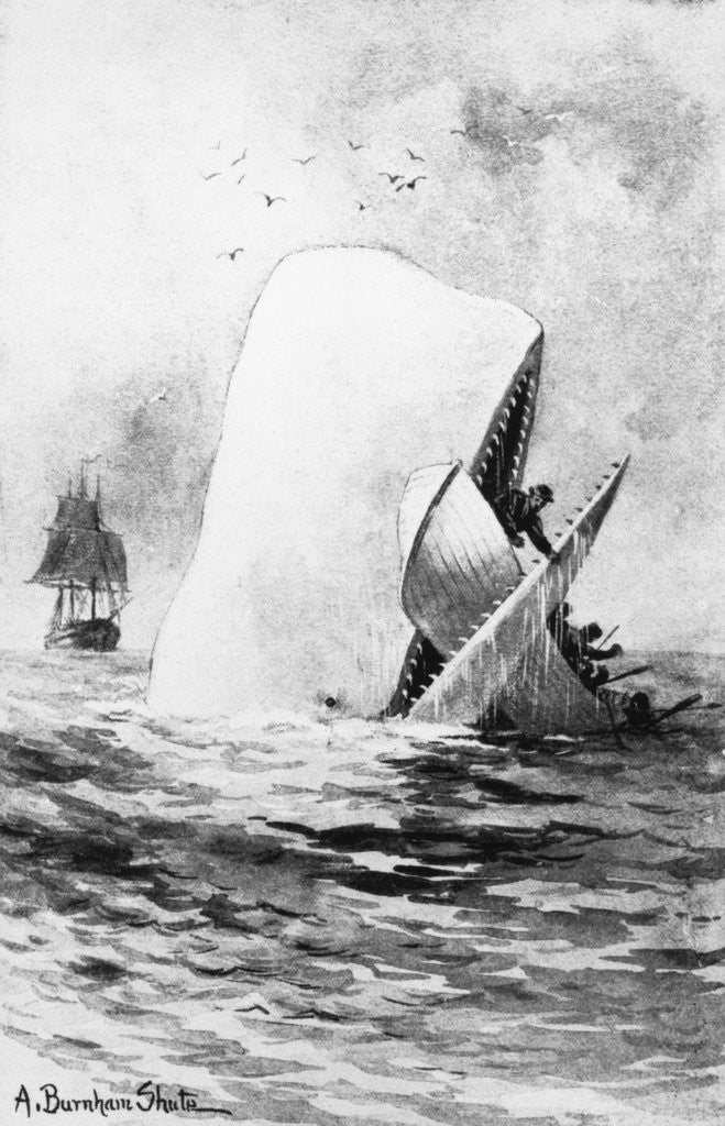 Detail of Illustration of the White Whale by A. Burnham Shute