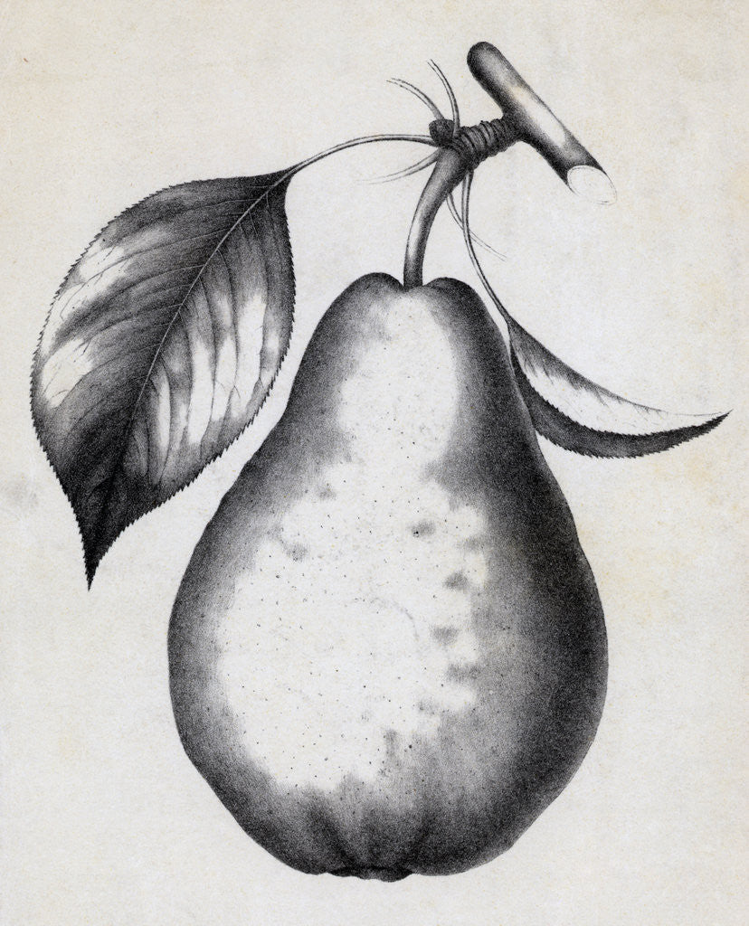 Detail of Lithograph Of Bartlett Pear by Anonymous