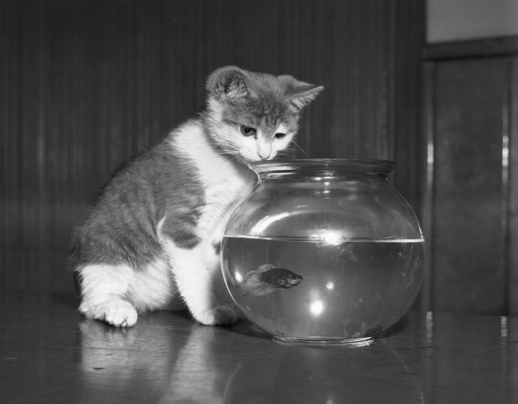Detail of Kitten Watching Fish in a Bowl by Anonymous