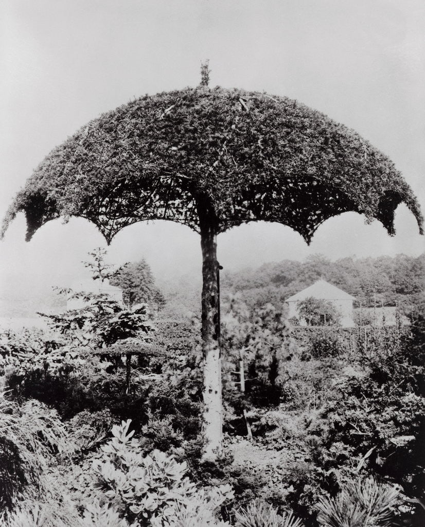 Detail of Umbrella Shaped Tree From Garden by Anonymous