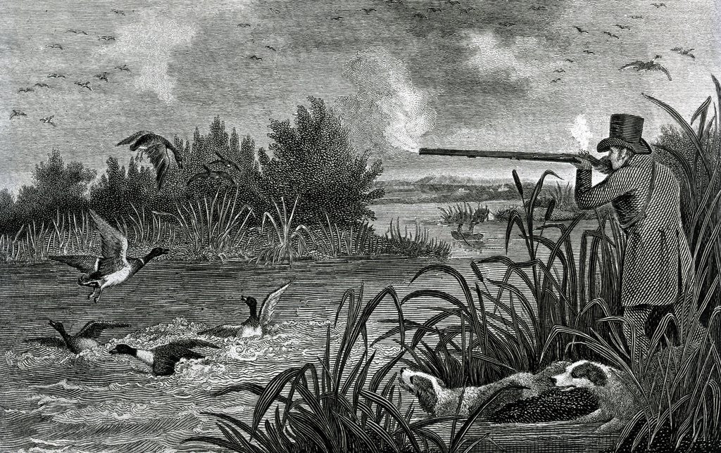Detail of Engraving Of Duck Shooting by Anonymous