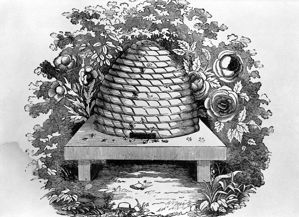 Detail of Woodcut Of A Beehive by Anonymous