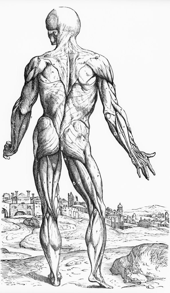 Detail of Woodcut Illustration of the Superficial Muscles in Posterior View by Andreas Vesalius
