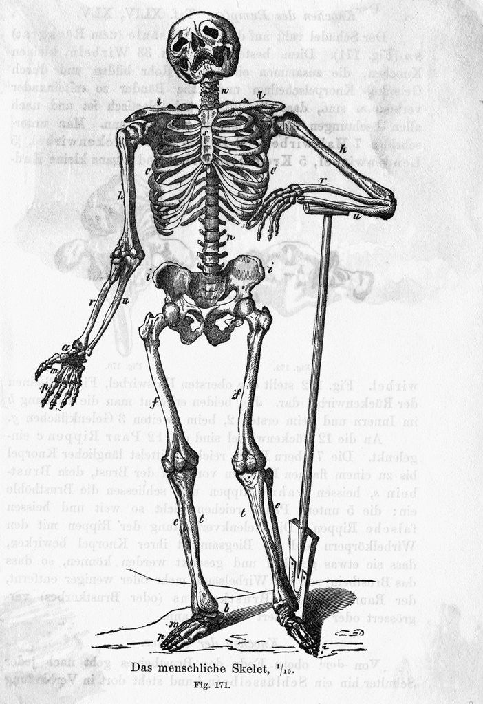 Detail of Human Body Skeleton by Anonymous
