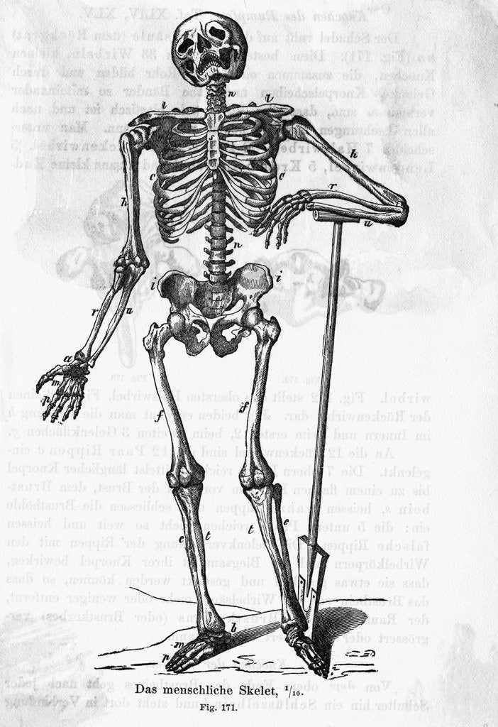 Detail of Human Body Skeleton by Corbis