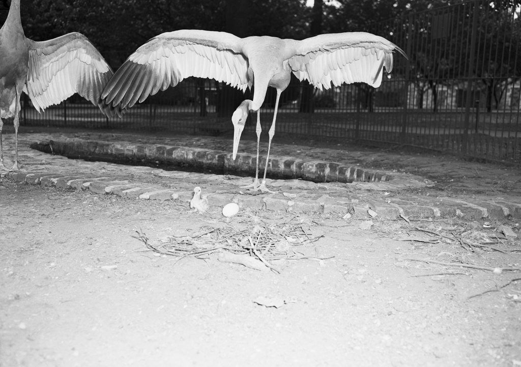 Detail of Crane Stretching Wings Above Baby Crane by Anonymous