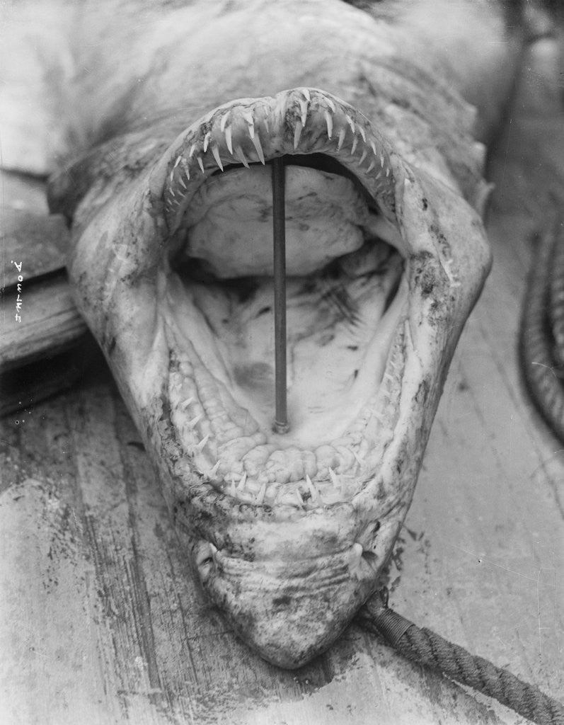 Detail of Head of Shark Lying Upside Down on Dock by Corbis