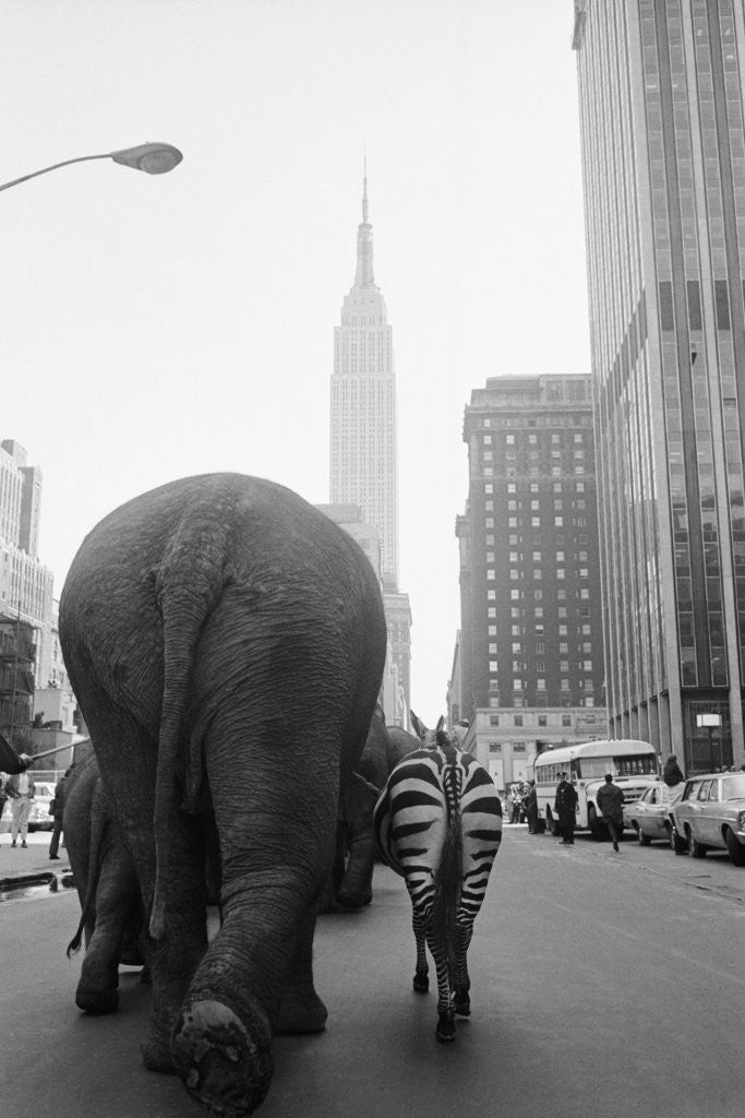 Detail of Circus Animals on 33rd Street by Corbis