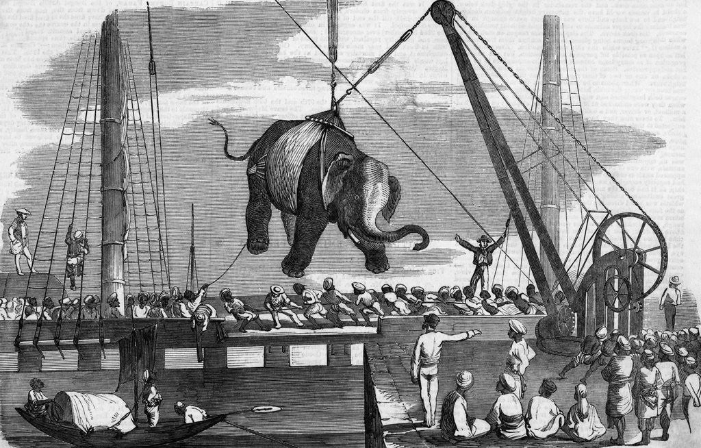 Detail of Unloading Elephants From Ship; Illustrat by Anonymous