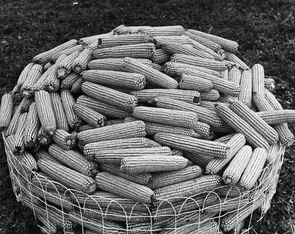 Detail of Hybrid Corn by Anonymous