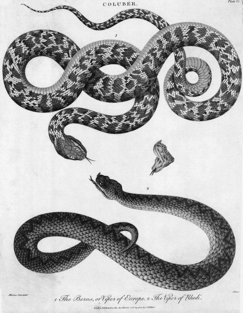 Detail of Engraved Illustration Of 2 Snakes by Corbis