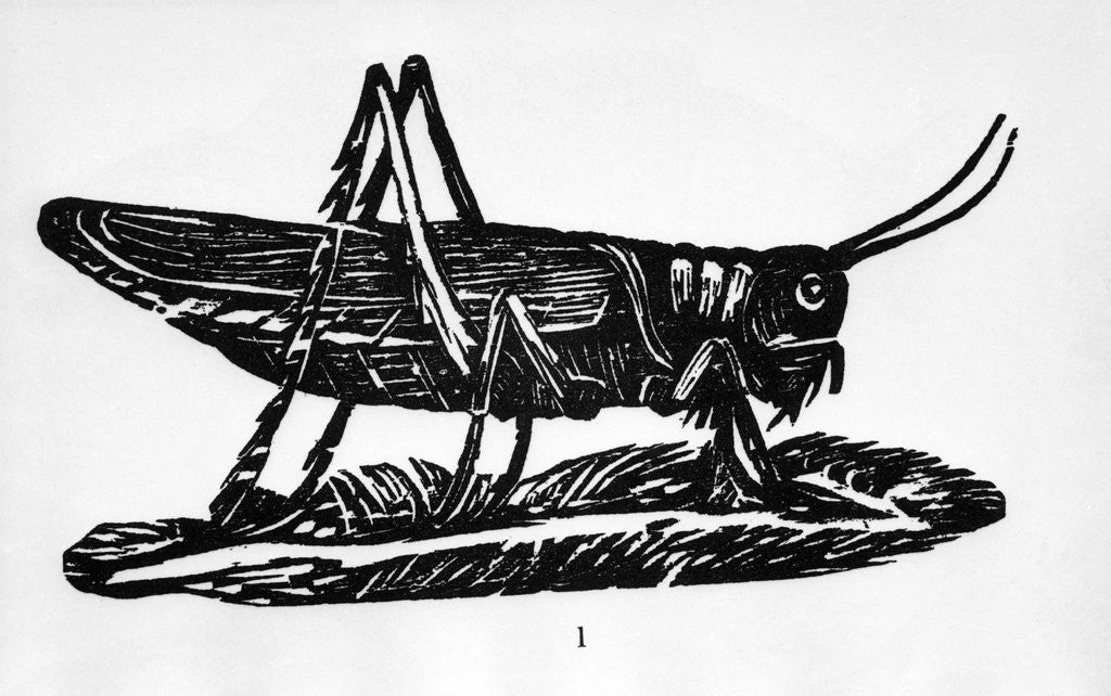 Detail of Woodcut Of A Grasshopper by Anonymous