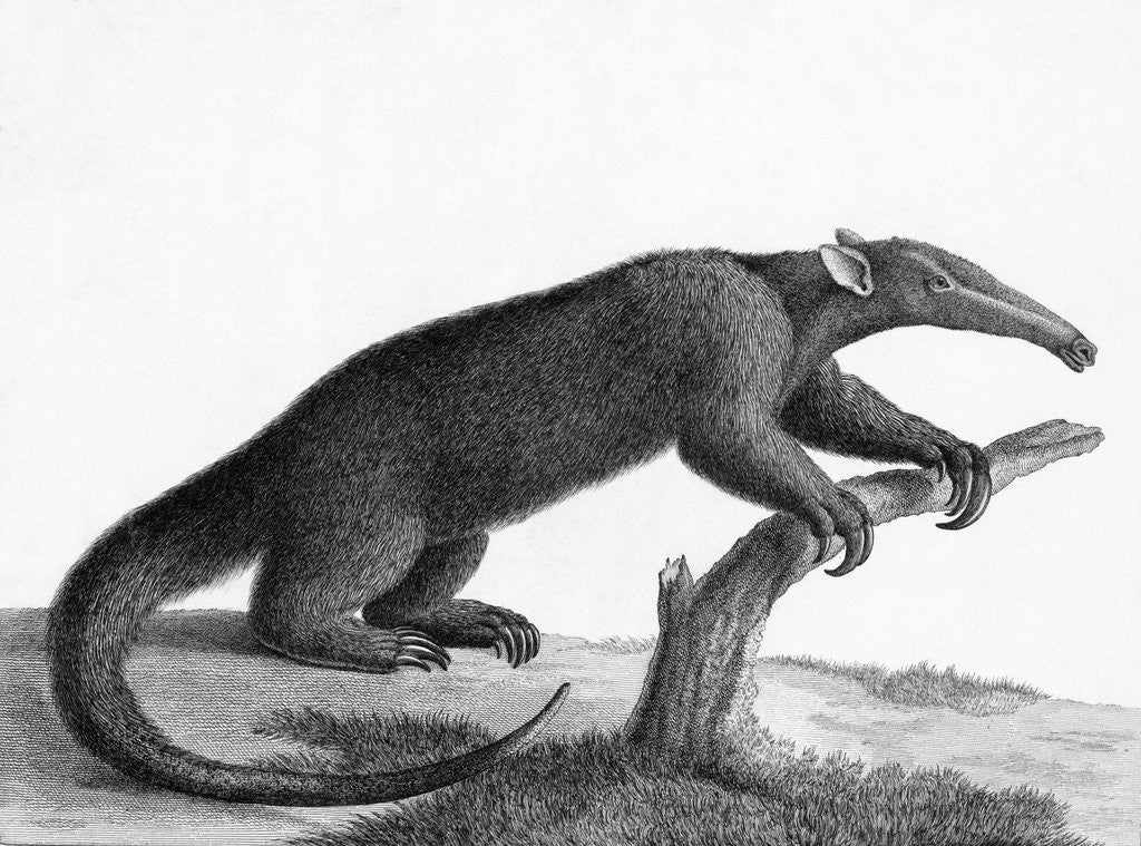 Detail of Engraving Of A Tamandua (Anteater) by Anonymous