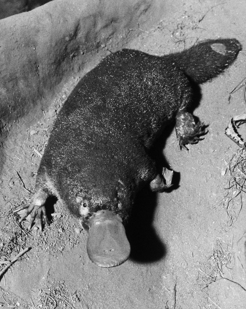 Detail of Platypus by Anonymous