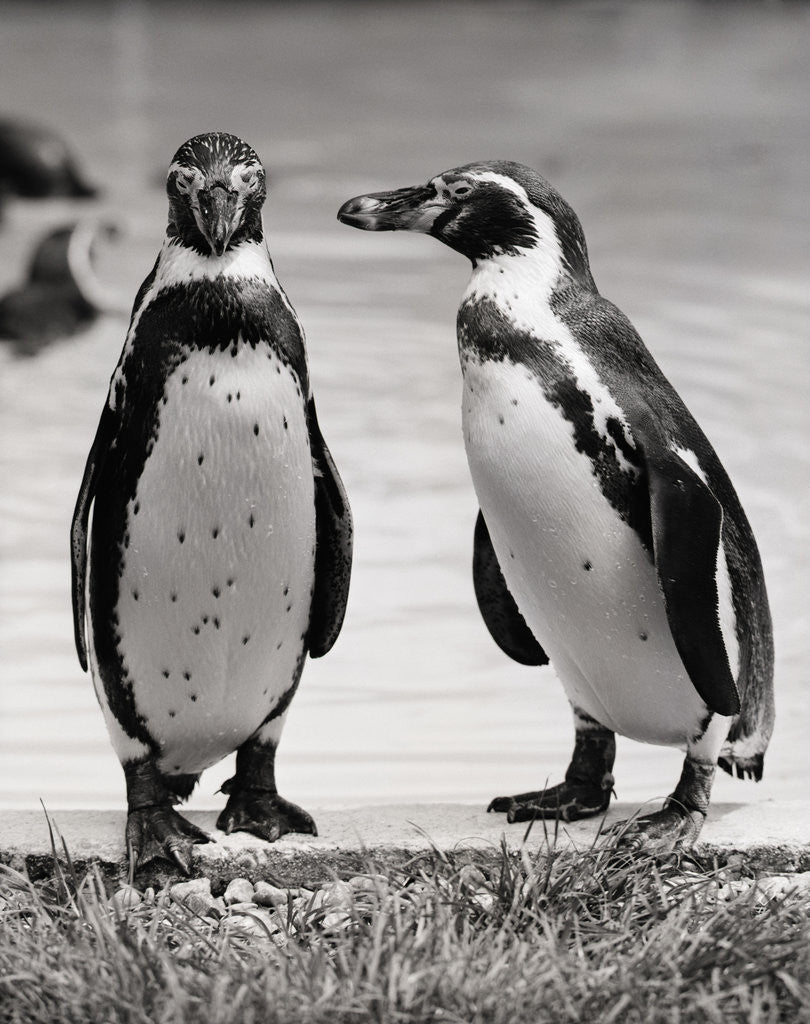 Detail of Two Penguins Standing Side By Side by Anonymous